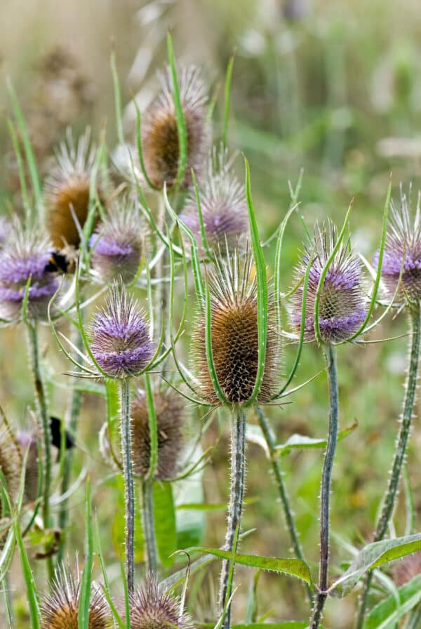 Dipsacus fullonum (D. sylvestris) - Image 2