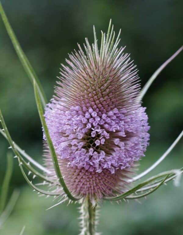 Dipsacus fullonum (D. sylvestris)