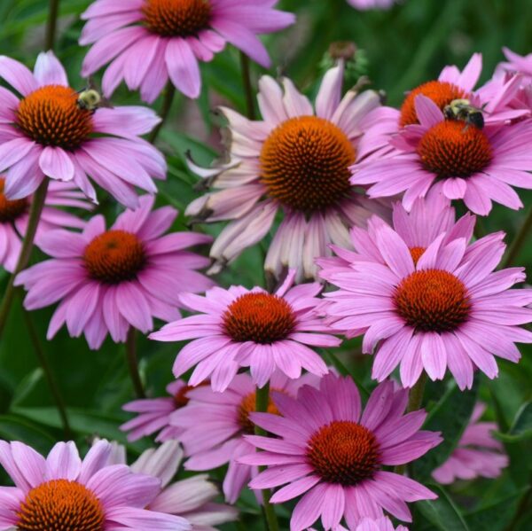 Echinacea prupurea Magnus 1 A