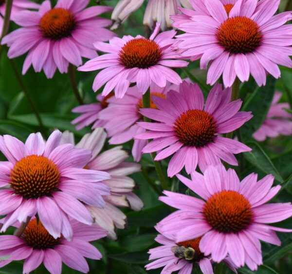 Echinacea prupurea Magnus 2 A