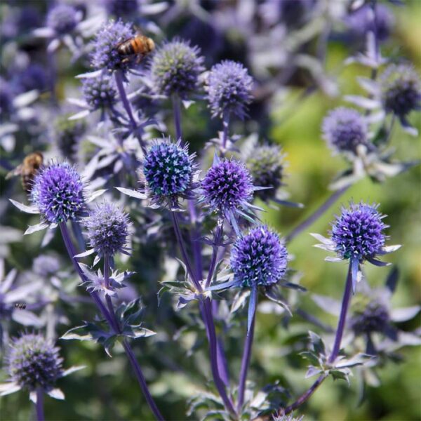 Eryngium planum - Image 2