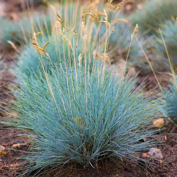 Festuca glauca (cinerea)