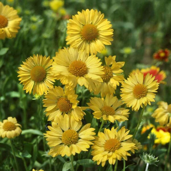 Gaillardia aristata Aurea Pura - Image 3