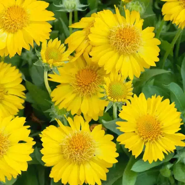 Gaillardia aristata Aurea Pura - Image 2