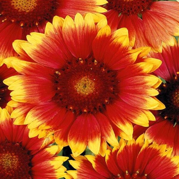 Gaillardia aristata Bremen - Image 2