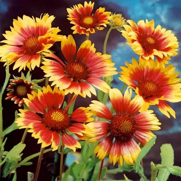 Gaillardia aristata Bremen - Image 3