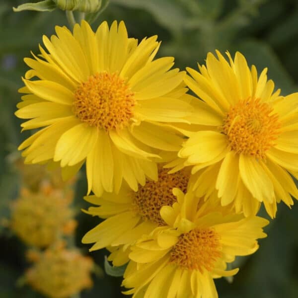 Gaillardia aristata Aurea Pura