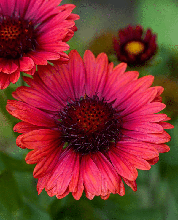 Gaillardia aristata Burgundy