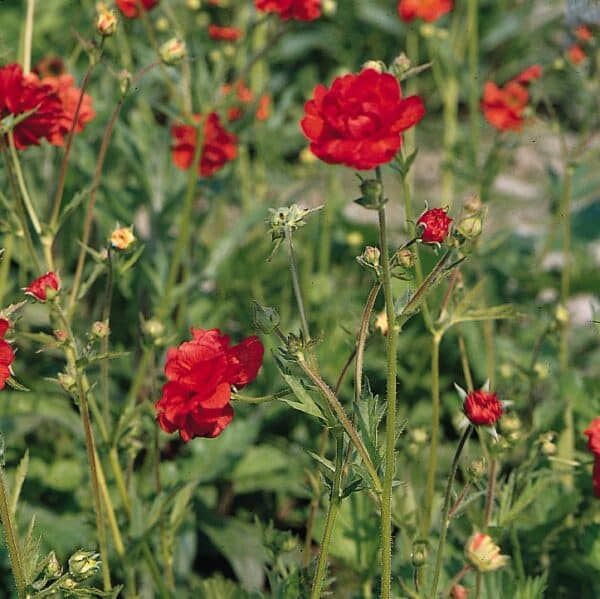 Geum chiloense Mrs. Bradshaw (Feuerball) - Image 2