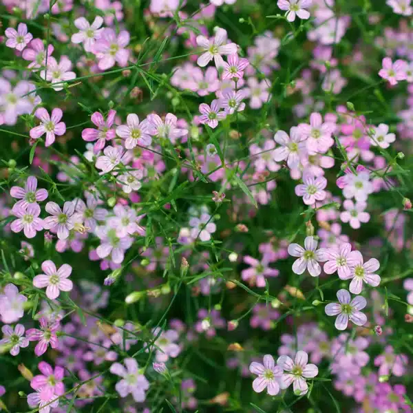 Gypsophylla elegans Rosea