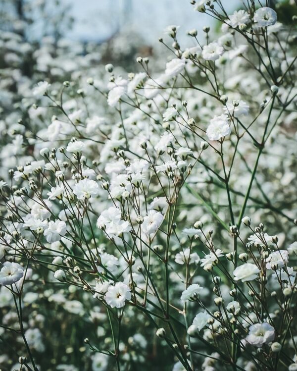 Gypsophylla paniculata Snowflake - Image 2