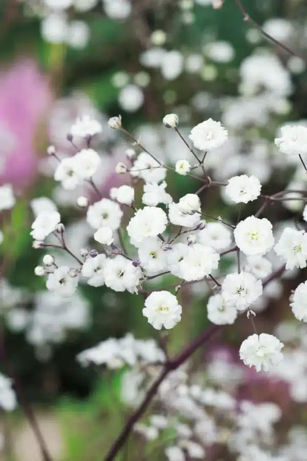 Gypsophylla paniculata Snowflake