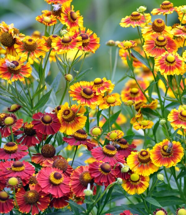 Helenium autumnale RedGold Hybrids - Image 2