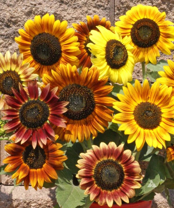 Helianthus annuus (Sunflower) Autumn Beauty