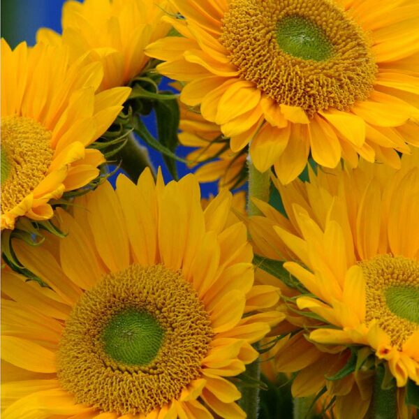 Helianthus annuus F1 (Sunflower) Sunrich Gold - Image 3