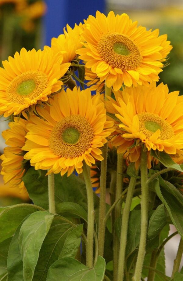 Helianthus annuus F1 (Sunflower) Sunrich Gold - Image 4