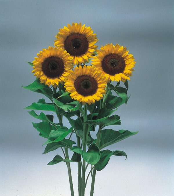 Helianthus annuus F1 (Sunflower) Sunrich Orange DMR - Image 2