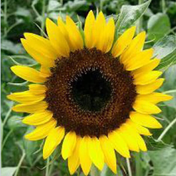 Helianthus annuus (Sunflower) Taiyo