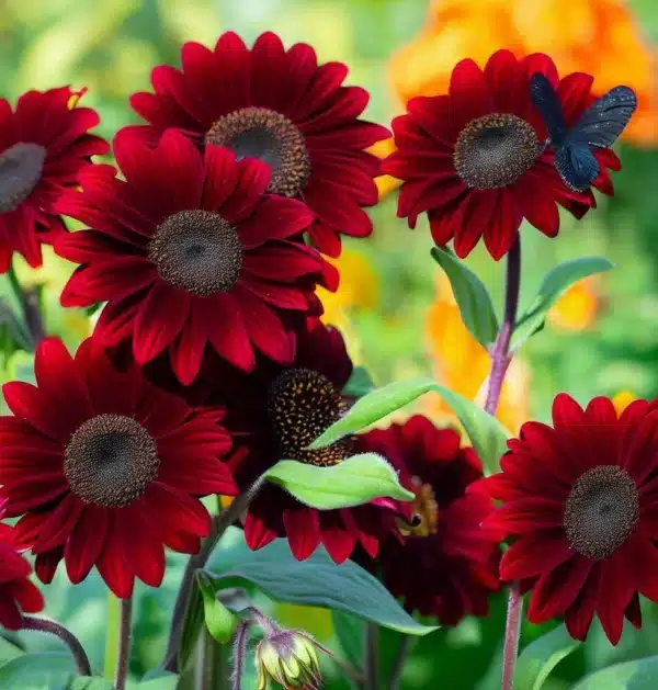 Helianthus annuus (Sunflower) Velvet Queen