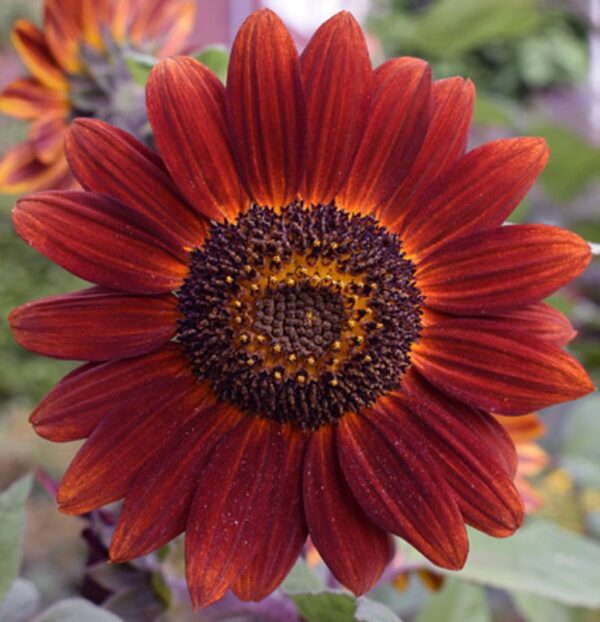 Helianthus annuus (Sunflower) Velvet Queen - Image 2