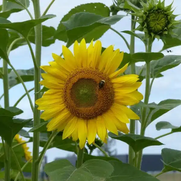 Helianthus annuus (Sunflower) Peredovick - Image 2