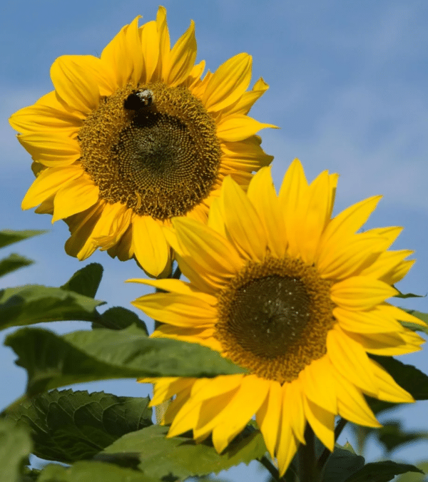 Helianthus annuus (Sunflower) Peredovick