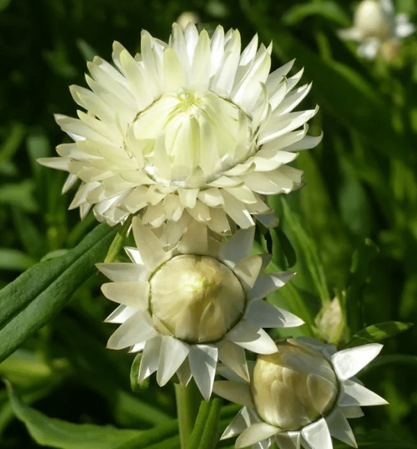 Helichrysum bracteatum Creamy White