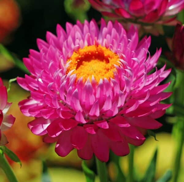 Helichrysum bracteatum Purple Red