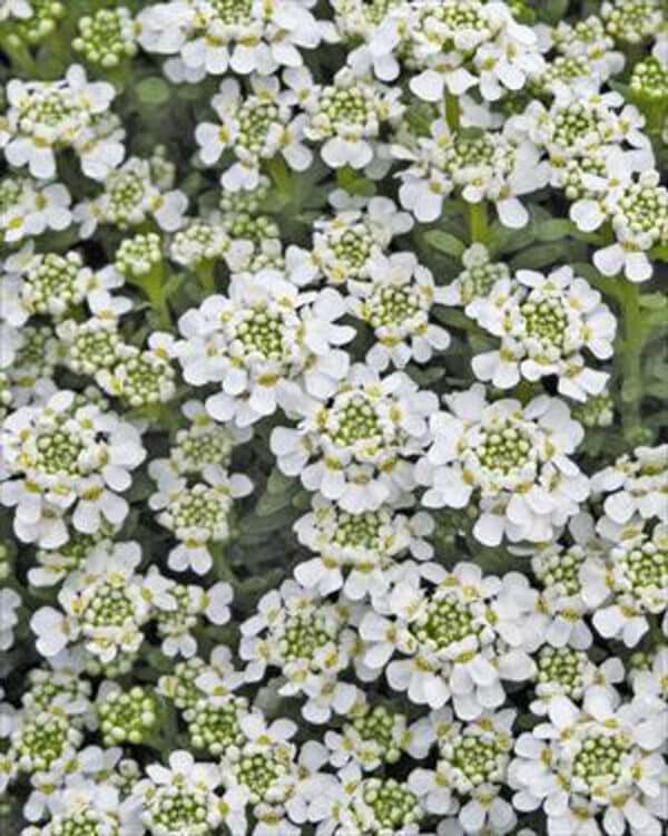 Iberis sempervirens Snowflake