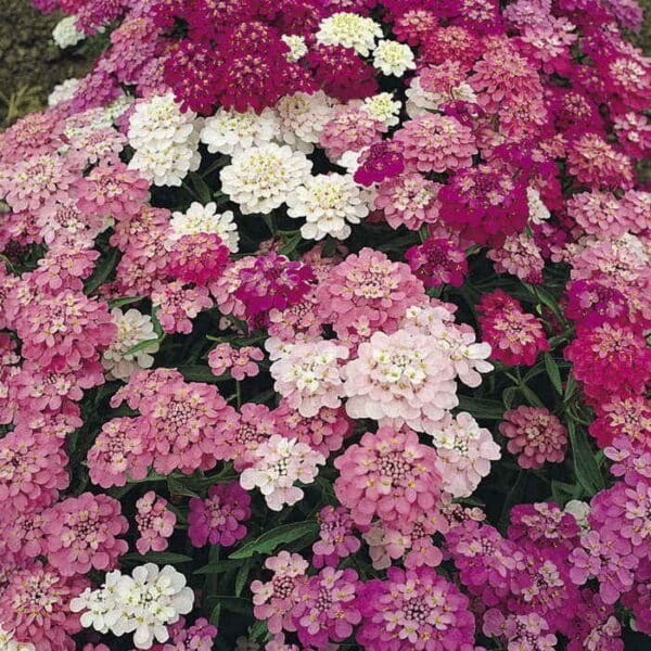 Iberis umbellata Fairy mixture