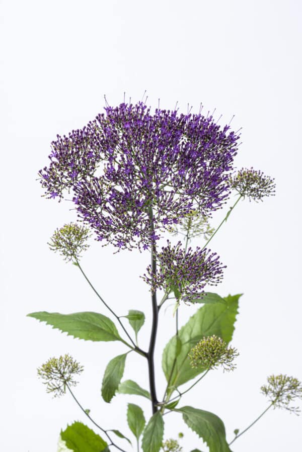 Trachelium caeruleum Lake Michigan Violet