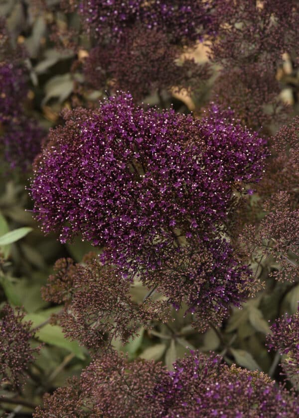 Trachelium caeruleum Lake Michigan Violet - Image 2