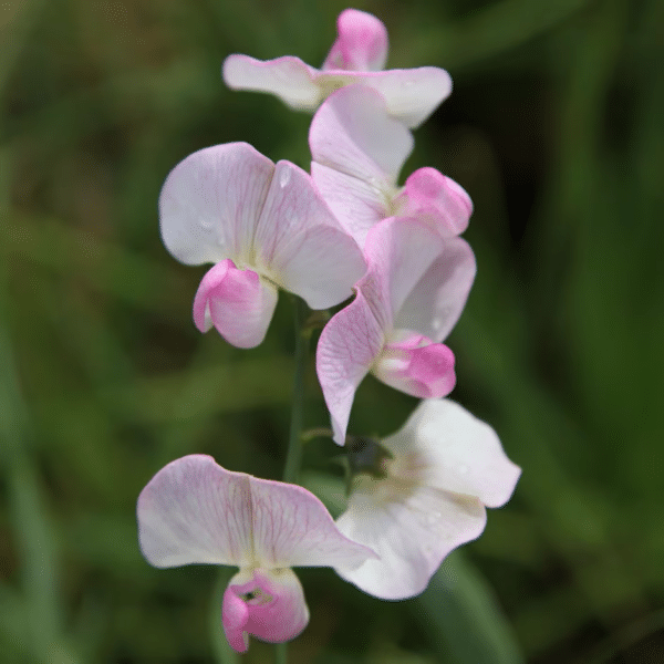 Lathyrus latifolius Pink Pearl - Image 2