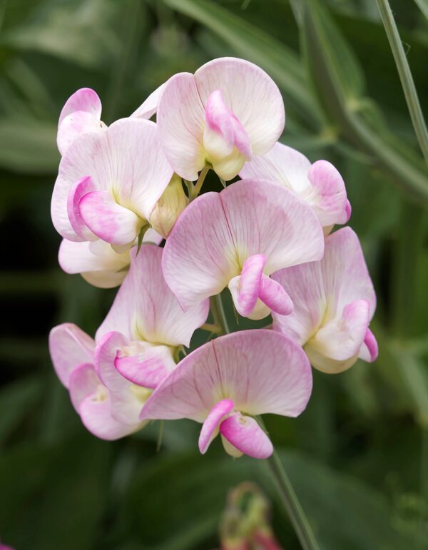 Lathyrus latifolius Pink Pearl