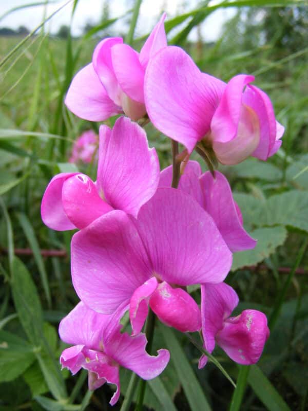 Lathyrus latifolius Red Pearl