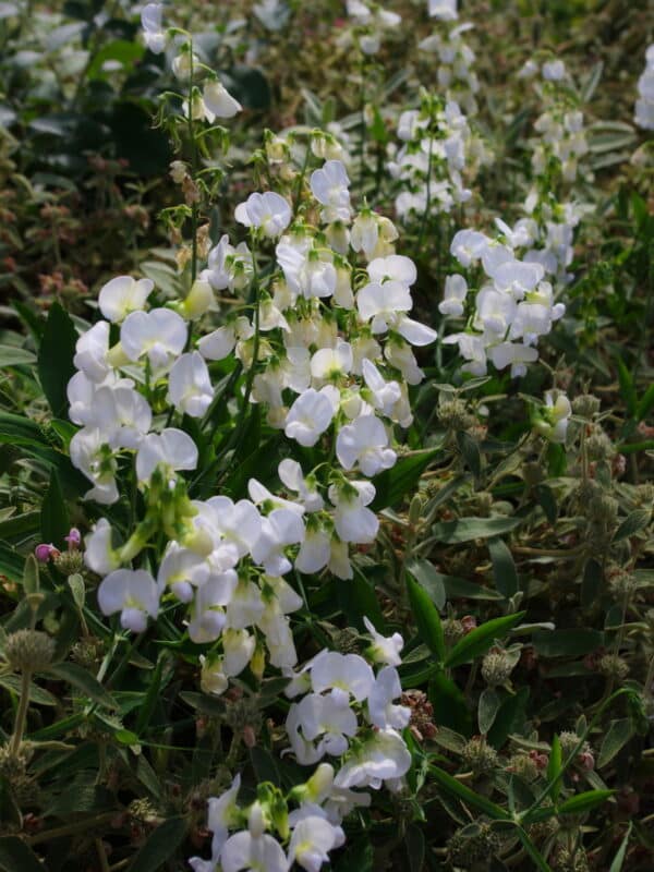 Lathyrus latifolius White Pearl - Image 2