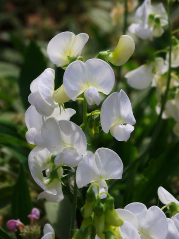 Lathyrus latifolius White Pearl