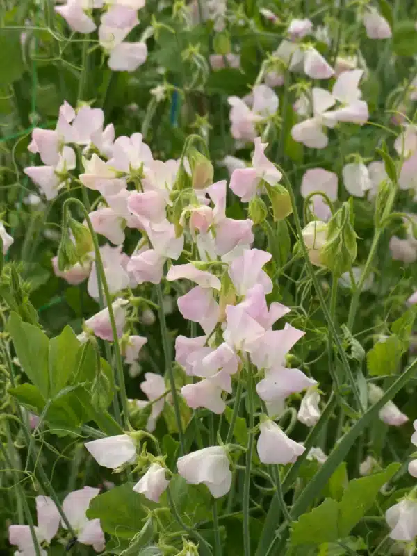 Lathyrus odoratus Spring Sunshine Blush - Image 2