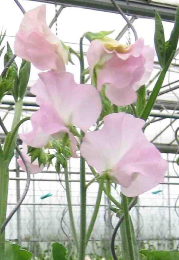 Lathyrus odoratus Spring Sunshine Blush