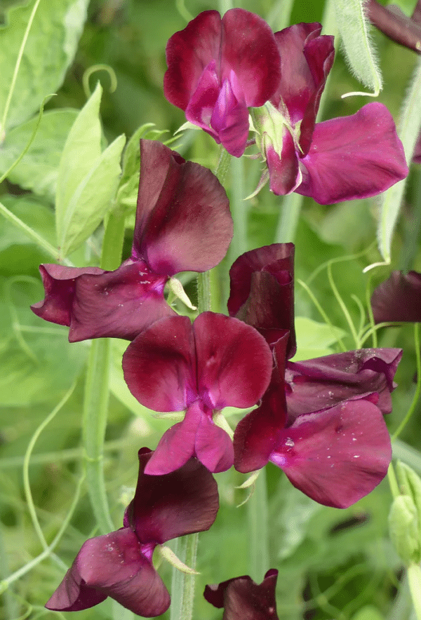 Lathyrus odoratus Spring Sunshine Burgundy - Image 2