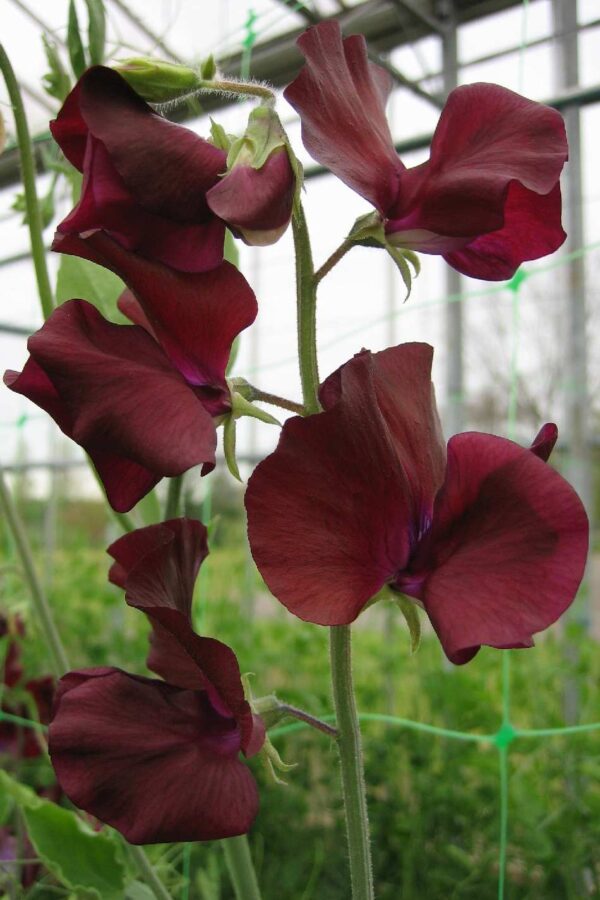 Lathyrus odoratus Spring Sunshine Burgundy