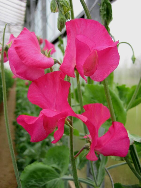 Lathyrus odoratus Spring Sunshine Cerise