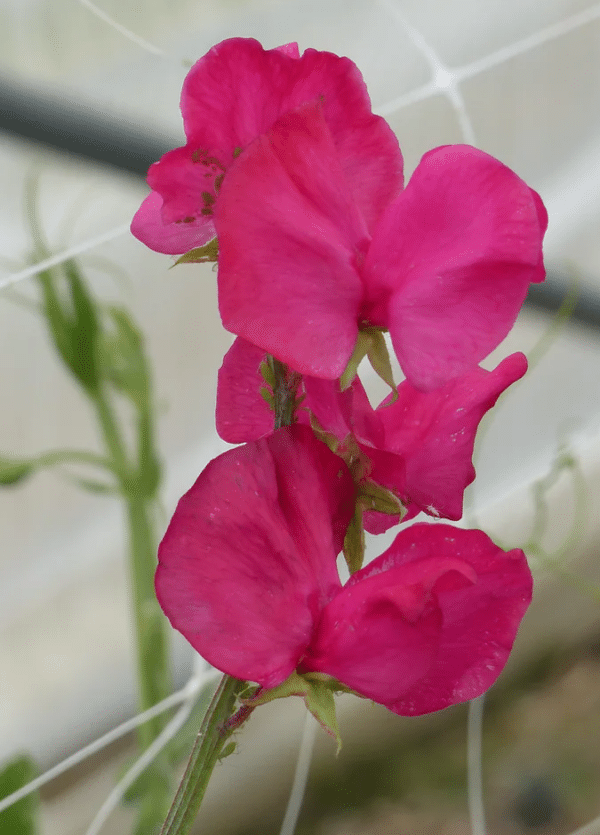 Lathyrus odoratus Spring Sunshine Cerise - Image 2