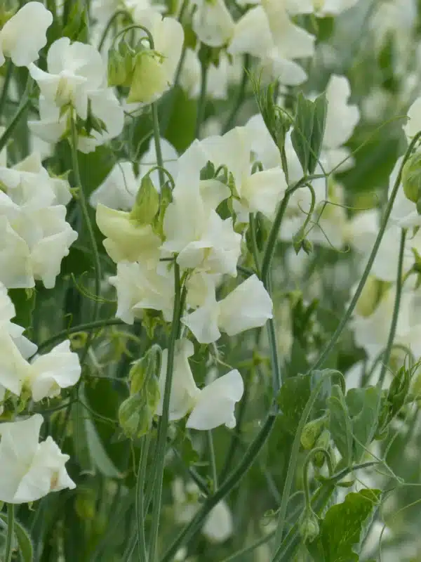 Lathyrus odoratus Spring Sunshine Cream - Image 2