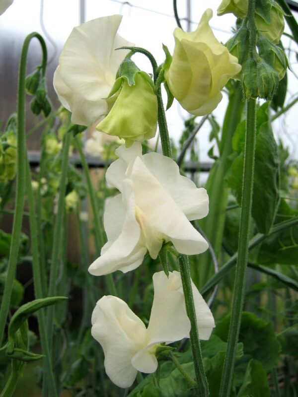 Lathyrus odoratus Spring Sunshine Cream