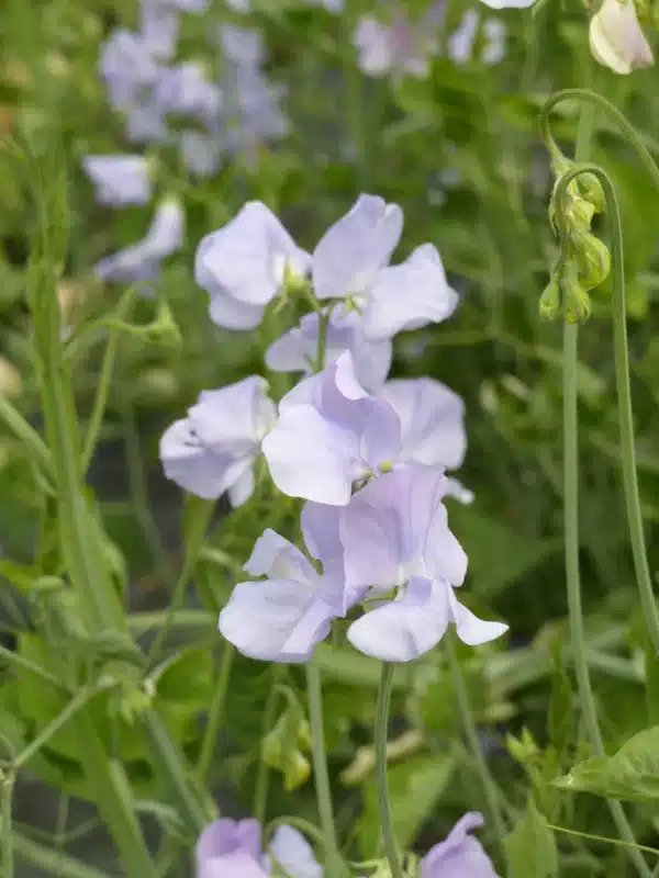 Lathyrus odoratus Spring Sunshine Light Blue - Image 2