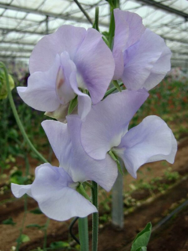 Lathyrus odoratus Spring Sunshine Light Blue