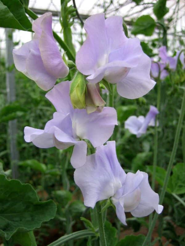 Lathyrus odoratus Spring Sunshine Lilac