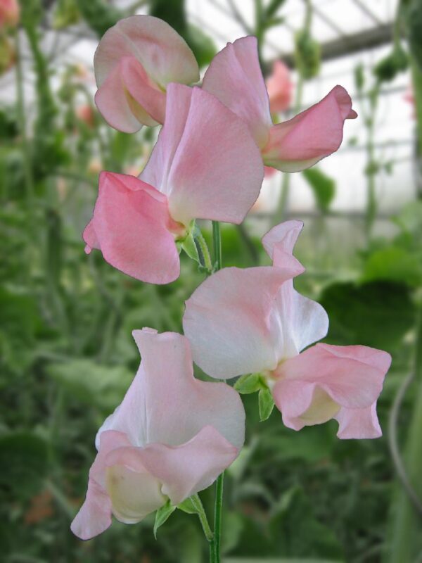 Lathyrus odoratus Spring Sunshine Champagne