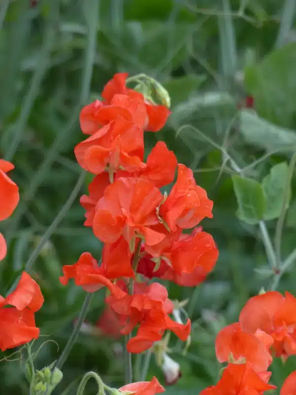 Lathyrus odoratus Spring Sunshine Orange - Image 2